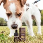 photo of brown and white coated puppy